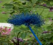 2020 09 01 LyndaleParkRoseGarden 023